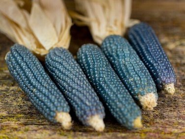 Premium Blue Miniature Popcorn Corn Seeds 25 Ct Vegetable NON-GMO Vegetable