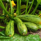 Premium Caserta Zucchini Squash Seeds 15 Ct Summer Curcurbito Pepo Vegetable NON-GMO USA