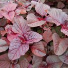 New Arrival Red Garnet Amaranth Seeds 1000+ Amaranthus Tricolor Annual NON-GMO USA