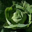 New Arrival All Season Cabbage Seed - Heirloom Leafy Early Garden Greens Seeds