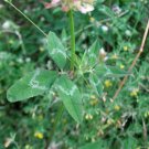 Top-Quality Yuchi Arrowleaf Clover Seed - Bee Wildlife Feed Forage INOC Seeds