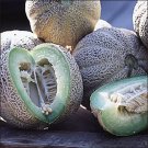 Limited Edition Edens Gem Melon Seed - Heirloom Rocky Ford Green Melons Seeds