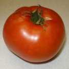 Premium Calypso Tomato Seed - Indeterminate Salad Tomatoes Garden Seeds