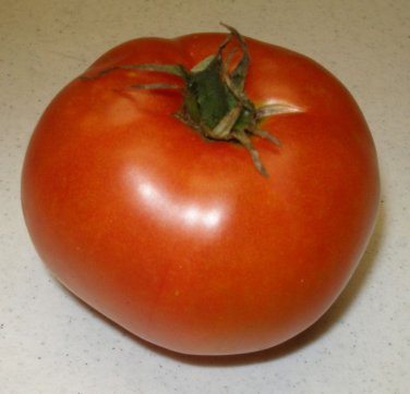 Premium Calypso Tomato Seed - Indeterminate Salad Tomatoes Garden Seeds