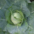 Top-Quality Early Jersey Wakefield Cabbage Seed - Heirloom Garden Greens Seeds