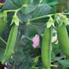 New Arrival Little Marvel Pea Seed - Heirloom English Bush Peas Vegetable Seeds