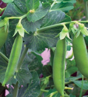 New Arrival Little Marvel Pea Seed - Heirloom English Bush Peas Vegetable Seeds