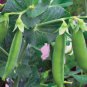New Arrival Little Marvel Pea Seed - Heirloom English Bush Peas Vegetable Seeds