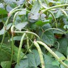 Exclusive Top Pick Brown Crowder - Southern Field Pea Cowpea Garden Seeds