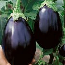 New Arrival Black Beauty Eggplant Seed - Heirloom Purple Aubergine Seeds