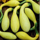 Limited Edition Dixie Crookneck Summer Squash Seed - Hybrid TREATED Garden Seeds