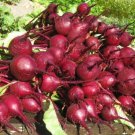 Exclusive Early Wonder Crosby Beets Seed - Heirloom Beet Root Garden Seeds