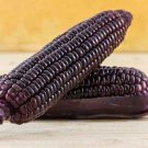 Exclusive Purple Flint Corn Seed 