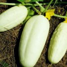 Premium White Wonder Cucumber Seed - Heirloom Garden Vegetable Seeds