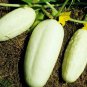 Premium White Wonder Cucumber Seed - Heirloom Garden Vegetable Seeds