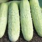 Premium White Wonder Cucumber Seed - Heirloom Garden Vegetable Seeds