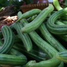 New Arrival Dark Green Armenian Cucumber Seed - Serpent Melon Heirloom Seeds