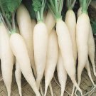 Limited Edition White Icicle Radish Seed - Garden Radishes Root Vegetable Seeds