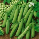 Limited Edition Early Alaska Pea Seed - Heirloom English Bush Peas Garden Seeds