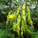 Limited Edition Pigeon Pea Seed - Grandules Puerto Rico Beans Congo Peas Seeds