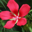 Best-Selling Red Texas Star Seed - Rose Mallow Swamp Hibiscus Perennial Seeds