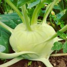 Premium White Vienna Kohlrabi Seed - Heirloom Bulb Vegetable & Greens Seeds