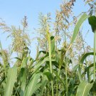 Limited Edition Jackpot Sorghum-Sundgrass Seed - Wildlife Forage TREATED Seeds