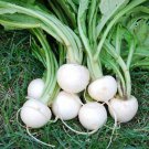 Top-Quality White Egg Turnip Seed - Heirloom Garden Root Vegetable Seeds