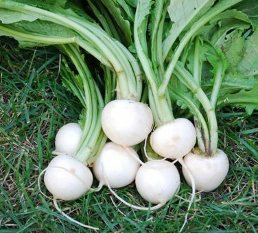 Top-Quality White Egg Turnip Seed - Heirloom Garden Root Vegetable Seeds