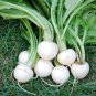 Top-Quality White Egg Turnip Seed - Heirloom Garden Root Vegetable Seeds