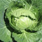 New Arrival Late Flat Dutch Cabbage Seed - Heirloom Garden Leafy Greens Seeds