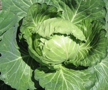 New Arrival Late Flat Dutch Cabbage Seed - Heirloom Garden Leafy Greens Seeds