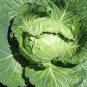 New Arrival Late Flat Dutch Cabbage Seed - Heirloom Garden Leafy Greens Seeds