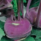 New Arrival Purple Vienna Kohlrabi Seed - Heirloom Bulb Vegetable & Greens Seeds
