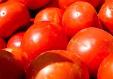 Premium Red Beefsteak Tomato Seed - Slicing Tomatoes Vegetable Seeds
