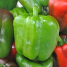 Best-Selling California Wonder Pepper Seed - Heirloom Sweet Bell Peppers Seeds