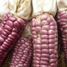 Top-Quality Posole Rojo Red Corn Seed - Heirloom Flint Maize Garden Crop Seeds