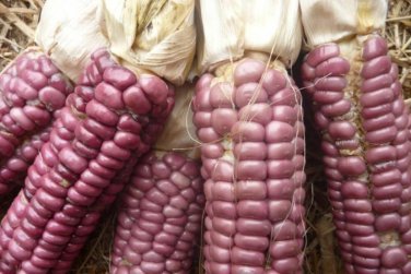 Top-Quality Posole Rojo Red Corn Seed - Heirloom Flint Maize Garden Crop Seeds