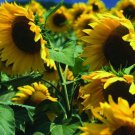 New Arrival Peredovik Black Oil Sunflower Seed - Wildlife Bird Game Forage Seeds