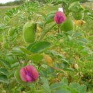 New Arrival Chickpea Garbanzo Bean Seed - Sierra Kabuli Chickpeas Chick Pea Seeds