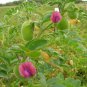 New Arrival Chickpea Garbanzo Bean Seed - Sierra Kabuli Chickpeas Chick Pea Seeds