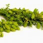 New Arrival Chickpea Garbanzo Bean Seed - Sierra Kabuli Chickpeas Chick Pea Seeds