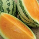 New Arrival Tendersweet Watermelon Seed - Orange Flesh Heirloom Melon Seeds