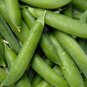 Premium Sugar Snap Pea Seed - Sweet Edible Pod English Running Peas Seeds