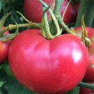 Top-Quality Bradley Tomato Seed - Heirloom Southern Favorite Ind. Seeds
