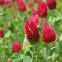 New Arrival Crimson Clover Seed - Reseeding Honey Bee Forage Crop NATURAL Seeds