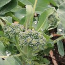 Limited Edition Sprouting Calabrese Broccoli Seed - Italian Heirloom Garden Seeds