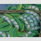 Limited Edition Henderson Bush Lima Bean Seed - Early Butter Beans Garden Seeds