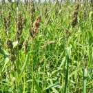 Limited Edition Browntop Millet Seed - Dixie Signalgrass Bird Wildlife Forage Seeds