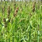 Limited Edition Browntop Millet Seed - Dixie Signalgrass Bird Wildlife Forage Seeds